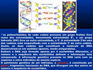 os polinucleótidos de cada cadeia possuem um grupo fosfato livre
numa das extremidades, denominada extremidade 5', e um grupo
hidroxilo (OH-) livre na outra extremidade, a 3'. A extremidade 5'de uma
das cadeias está emparelhada com a extremidade 3' da outra cadeia.
Assim, as duas cadeias que constituem a molécula de DNA
desenvolvem-se em sentidos opostos, sendo antiparalelas.
Embora o DNA seja formado apenas por 4 nucleótidos diferentes, o
número e a sequência dos nucleótidos definem a informação nele
armazenada. A informação genética presente no DNA varia com as
espécies e entre indivíduos da mesma espécie.
O património genético de um indivíduo, o genoma, é constituído por
genes, fragmentos funcionais de DNA, que divergem uns dos outros no
número e sequência de nucleótidos.
 