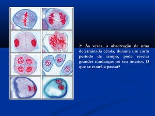  Às vezes, a observação de uma
determinada célula, durante um curto
período de tempo, pode revelar
grandes mudanças no seu interior. O
que se estará a passar?
 