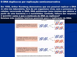 O DNA duplica-se por replicação semiconservativa

Em 1956, Arthur Kornberg demonstrou que era possível replicar o DNA
in vitro (no laboratório, fora de um organismo vivo), sem a presença de
células, recorrendo a: DNA, DNA polimerase (uma enzima que obteve a
partir de uma bactéria) e a nucleótidos. Contudo, faltava dar resposta
à questão: como é que a molécula de DNA se replicava?
Existem três modelos teóricos possíveis para a replicação do DNA:
 