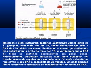 Meselson e Stahl cultivaram bactérias Escherichia coli ao longo de
17 gerações, num meio rico em 15N, tendo observado que todo o
DNA das bactérias era denso. Realizaram o mesmo procedimento,
mas substituíram o azoto do meio por 14N, e verificaram que o DNA
de todas as bactérias descendentes era pouco denso.
Posteriormente, cultivaram bactérias num meio contendo 15N,
transferindo-as de seguida para um meio com 14N, onde as bactérias
replicavam o seu DNA a cada ciclo de 20 minutos. Em cada geração
foram recolhidas e analisadas as densidades das amostras de DNA.
 