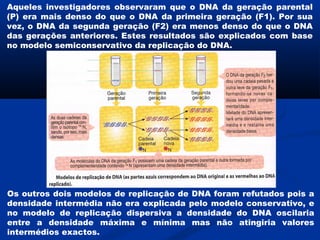 Aqueles investigadores observaram que o DNA da geração parental
(P) era mais denso do que o DNA da primeira geração (F1). Por sua
vez, o DNA da segunda geração (F2) era menos denso do que o DNA
das gerações anteriores. Estes resultados são explicados com base
no modelo semiconservativo da replicação do DNA.




Os outros dois modelos de replicação de DNA foram refutados pois a
densidade intermédia não era explicada pelo modelo conservativo, e
no modelo de replicação dispersiva a densidade do DNA oscilaria
entre a densidade máxima e mínima mas não atingiria valores
intermédios exactos.
 