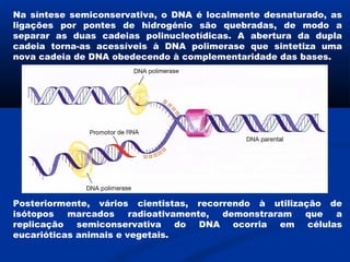 Na síntese semiconservativa, o DNA é localmente desnaturado, as
ligações por pontes de hidrogénio são quebradas, de modo a
separar as duas cadeias polinucleotídicas. A abertura da dupla
cadeia torna-as acessíveis à DNA polimerase que sintetiza uma
nova cadeia de DNA obedecendo à complementaridade das bases.




Posteriormente, vários cientistas, recorrendo à utilização de
isótopos   marcados     radioativamente, demonstraram  que  a
replicação semiconservativa do DNA ocorria em células
eucarióticas animais e vegetais.
 