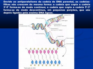 Devido ao antiparalelismo da cadeia de DNA parental, as cadeias-
filhas não crescem da mesma forma: a cadeia que copia a cadeia
3'-5' forma-se de modo contínuo; a cadeia que copia a cadeia 5'-3'
forma-se de modo descontínuo, em pequenas porções, que são
depois ligadas pela enzima DNA ligase.
 
