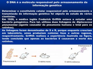 O DNA é a molécula responsável pelo armazenamento da
                   informação genética

Determinar o constituinte celular responsável pelo armazenamento e
transmissão da informação genética foi objecto de estudo de vários
cientistas.
Em 1928, o médico inglês Frederick Griffith estava a estudar uma
bactéria patogénica. Para tal, utilizou duas linhagens de Diplococcus
pneumoniae (agente causador da pneumonia humana e letal para os
ratinhos).
As linhagens foram denominadas de S e R, porque enquanto cresciam
em laboratório, umas produziam colónias lisas e outras rugosas,
respectivamente. Griffith realizou a experiência ilustrada na figura,
tendo concluído que apenas as bactérias S causavam a morte dos
ratinhos.
 
