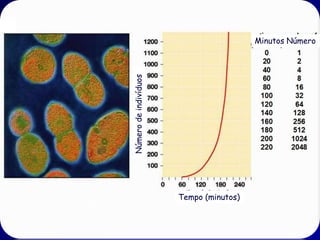 Crescimento
Exponencial

O crescimento exponencial é melhor
visualizado considerando uma ameba qie
reproduz por divisão uma vez por dia:

 
