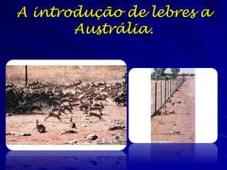 Taxa de crescimento populacional
(acumulo de pólen (g/cm2/ano))

Crescimento Exponencial

Anos após colonização inicial

 