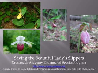 Saving the Beautiful Lady’s Slippers
Crossroads Academy Endangered Species Program
http://www.crossroadsesp.org
~ Special thanks to Elaine Faletra and Fernando & Noah Ramos for their help with photography ~
 