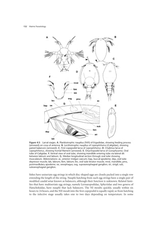 Marine Parasitology
132
fishes have uniseriate egg strings in which disc-shaped eggs are closely packed into a single row
extending the length of the string. Nauplii hatching from such egg strings have a single pair of
modified caudal setae known as balancers, although their function is unknown. Related fami-
lies that have multiseriate egg strings, namely Lernaeopodidae, Sphyriidae and two genera of
Hatschekiidae, have nauplii that lack balancers. The NI moults quickly, usually within six
hours to 24 hours, and the NII moult into the first copepodid is equally rapid, so from hatching
to the infective stage usually takes one to two days depending on temperature. In some
Figure 4.5 Larval stages. A. Planktotrophic nauplius (NVI) of Ergasilidae, showing feeding process
(arrowed) on coxa of antenna. B. Lecithotrophic nauplius of Lepeophtheirus (Caligidae), showing
paired balancers (arrowed). C. First copepodid larva of Lepeophtheirus. D. Chalimus larva of
Lepeophtheirus, showing frontal filament (arrowed). E. Onychopodid larva of Gonophysema. Oral
tube of Caligidae. F. Ventral view of oral tube, showing mandible entering tube via lateral slit
between labrum and labium. G. Median longitudinal section through oral tube showing
musculature. Abbreviations: ac, anterior midgut caecum; bap, buccal apodeme; dep, oral tube
depressor muscle; lab, labrum; lbm, labium; lev, oral tube levator muscle; mnd, mandible; pmx,
postmaxillulary apodeme; oe, oesophagus; sog, supraoesophageal ganglion; str, strigil; sub,
suboesophageal ganglion.
 