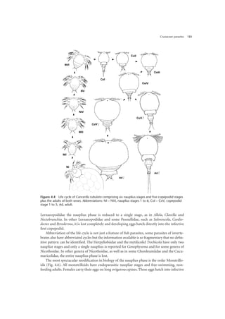 Crustacean parasites 133
Lernaeopodidae the nauplius phase is reduced to a single stage, as in Allela, Clavella and
Nectobranchia. In other Lernaeopodidae and some Pennellidae, such as Salmincola, Cardio-
dectes and Peroderma, it is lost completely and developing eggs hatch directly into the infective
first copepodid.
Abbreviation of the life cycle is not just a feature of fish parasites, some parasites of inverte-
brates also have abbreviated cycles but the information available is so fragmentary that no defin-
itive pattern can be identified. The Herpyllobiidae and the mytilicolid Trochicola have only two
naupliar stages and only a single nauplius is reported for Gonophysema and for some genera of
Nicothoidae. In other genera of Nicothoidae, as well as in some Chordeumiidae and the Cucu-
maricolidae, the entire nauplius phase is lost.
The most spectacular modification in biology of the nauplius phase is the order Monstrillo-
ida (Fig. 4.6). All monstrilloids have endoparasitic naupliar stages and free-swimming, non-
feeding adults. Females carry their eggs on long ovigerous spines. These eggs hatch into infective
Figure 4.4 Life cycle of Cancerilla tubulata comprising six nauplius stages and five copepodid stages
plus the adults of both sexes. Abbreviations: NI – NVI, nauplius stages 1 to 6; CoI – CoV, copepodid
stage 1 to 5; Ad, adult.
 