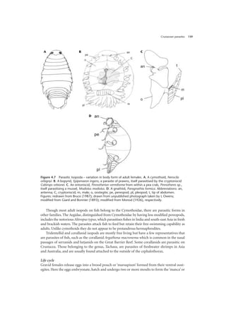 Crustacean parasites 139
Though most adult isopods on fish belong to the Cymothoidae, there are parasitic forms in
other families. The Aegidae, distinguished from Cymothoidae by having less modified pereopods,
includes the notorious Alitropus typus, which parasitises fishes in India and south-east Asia in fresh
and brackish waters. The parasites attack fish to feed but retain their free-swimming capability as
adults. Unlike cymothoids they do not appear to be protandrous hermaphrodites.
Tridentellid and corallanid isopods are mostly free living but have a few representatives that
are parasites of fish, such as the corallanid Argathona macronema which is common in the nasal
passages of serranids and lutjanids on the Great Barrier Reef. Some corallanids are parasitic on
Crustacea. Those belonging to the genus, Tachaea, are parasites of freshwater shrimps in Asia
and Australia, and are usually found attached to the outside of the cephalothorax.
Life cycle
Gravid females release eggs into a brood pouch or ‘marsupium’ formed from their ventral oost-
egites. Here the eggs embryonate, hatch and undergo two or more moults to form the‘manca’ or
Figure 4.7 Parasitic Isopoda – variation in body form of adult females. A. A cymothoid, Nerocila
orbignyi. B. A bopyrid, Epipenaeon ingens, a parasite of prawns, itself parasitised by the cryptoniscid
Cabirops orbionei. C. An entoniscid, Pinnotherion vermiforme from within a pea crab, Pinnotheres sp.,
itself parasitising a mussel, Modiolus modiolus. D. A gnathiid, Paragnathia formica. Abbreviations: an,
antenna; C, cryptoniscid; m, male; o, oostegite; pe, pereopod; pl, pleopod; t, tip of abdomen.
Figures: redrawn from Bruce (1987); drawn from unpublished photograph taken by L Owens;
modified from Giard and Bonnier (1893); modified from Monod (1926), respectively.
A B C
D
 