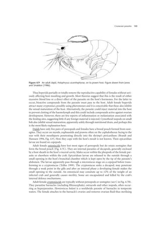 Crustacean parasites 143
Thus bopyrids partially or totally remove the reproductive capability of females without seri-
ously affecting host moulting and growth. Most theories suggest that this is the result of either
excessive blood loss or a direct effect of the parasite on the host’s hormones. For the latter to
occur, bioactive compounds from the parasite must pass to the host. Adult female bopyrids
attract many cryptonisci, possibly using pheromones and it is conceivable that these also inhibit
the sexual maturation of the host. Alternatively, the parasite could inject material into the host
to prevent clotting of the haemolymph and this could include compounds active against ovarian
development. However, there are few reports of inflammation or melanisation associated with
the feeding sites, suggesting little if any foreign material is injected. Cymothoid isopods on small
fish also inhibit sexual maturation, apparently solely through nutritional drain, and perhaps this
is the most likely explanation here.
Dajids have only five pairs of pereopods and females have a brood pouch formed from oost-
egites. They occur on mysids, euphausiids and prawns often on the cephalothorax facing to the
rear with their mouthparts penetrating directly into the shrimp’s pericardium (Brandt and
Hanssen 1994, Fig. 4.9). How they cope with the host’s moult is not known. Their epicaridian
larvae are found on copepods.
Adult female entoniscids have lost most signs of pereopods but do retain oostegites that
form the brood pouch (Fig. 4.7C). They are internal parasites of decapods, generally enclosed
by a host sheath in the host’s visceral cavity. Males occur within the pleopods of the female par-
asite or elsewhere within the crab. Epicaridean larvae are released to the outside through a
small opening in the host’s branchial chamber which is kept open by the tip of the parasite’s
abdomen. The larvae apparently pass through a microniscus stage on a copepod before trans-
forming to a cryptoniscus (Trilles 1999). The cryptoniscus seeks a decapod, may penetrate
through a weak point in the gills and after an internal phase a developing female makes the
small opening to the outside. An entoniscid may consitute up to 12% of the weight of an
infected crab and generally causes sterility. Some are encapsulated and killed by the crab’s
internal defence mechanisms.
Adult female cryptoniscids are typically without pereopods or oostegites (see C in Fig. 4.7B).
They parasitise barnacles (including Rhizocephala), ostracods and other isopods, often occur-
ring as hyperparasites. Hemioniscus balani is a worldwide parasite of barnacles in temperate
waters. The female attaches to the barnacle’s ovaries and removes ovarian fluid thus sterilising
Figure 4.9 An adult dajid, Holophryxus acanthephyrae, on its prawn host. Figure drawn from Jones
and Smaldon (1986).
 