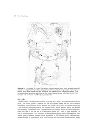 Marine Parasitology
148
Life cycles
Tantulocaridans have a bizarre double life cycle (Fig. 4.11), with a sexual phase and an asexual
phase. The asexual phase is common and the sexual phase is rare. Sac-like asexual females
release fully formed tantulus larvae (Boxshall and Lincoln 1987), which are capable of infecting
a new host and developing directly into another asexual female, without mating and without
even moulting. This tantulus larva, ranging from 85 µm to about 180 µm in length, comprises a
head, which has an oral disc but lacks any cephalic limbs, and a trunk of eight segments. The
first six trunk segments carry biramous swimming legs equipped with reduced endites. After
release from the mother, infective larvae spend time in the sediment before encountering a
suitable benthic or hyperbenthic host. Host location and attachment mechanisms are poorly
Figure 4.11 The double life cycle of the Tantulocarida. Composite Figure based largely on stages of
Itoitantulus misophricola known from copepod hosts. The sexual cycle comprises the free-living, non-
feeding sexual adults, which mate and the female then releases larvae. The parthenogenetic cycle
contains only the tantulus larva and the sac-like, limbless asexual female. From Huys et al. (1993);
reprinted with permission from The Crustacean Society.
 