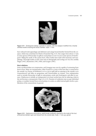 Crustacean parasites 151
have reduced trunk appendages and abdomen and a large brood chamber formed from the car-
apace, which may sometimes be lobed or branched (Fig. 4.13). Size ranges from about 1.5 mm
in some species of Petrarcidae (in galls in coral polyps) to over 16 cm in some species of Dendro-
gaster (filling the inside of the seastar host). Most studies have dealt with taxonomy and mor-
phology. Thorough studies on life cycles and on demography and ecology are very few, notably
Wagin (1947), Brattström (1947, 1948), and Grygier (1991).
Host relations
Some ascothoracidans are ectoparasites, and Synagoga may even be capable of swimming from
host to host. Many are mesoparasites, either located in a cavity of the host that is connected to
the outside (e.g. bursae of brittlestars) or in a cyst or gall with an opening to the outside, as in
Gorgonolaureus and allies on gorgonians and Ctenosculidae on seastars. True endoparasites
seem to include Petrarcidae in galls in scleractinian corals and Dendrogaster and allies in sea-
stars. Ulophysema is initially an endoparasite in its heart urchin host, but by inducing a hole in
the test becomes a mesoparasite (Figs 4.14, 4.15). Parasites of cnidarians may occupy individual
polyps, or nodules formed from several polyps; in corals, so-called external galls involve a pro-
liferation of the coenenchyme in general.
Figure 4.13 Dendrogaster ludwigi, a parasite in seastars, with the carapace modified into a heavily
ramified mantle enclosing the brood chamber. Scale = 1 mm.
Figure 4.14 Ulophysema oeresundense, adult female (outlined), attached to the inside of the host
echinoid test (broken open and viewed from the ventral side). Scale = 1 mm; go, gonad.
 