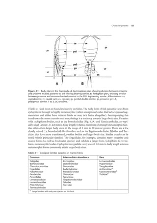 Crustacean parasites 125
(Table 4.1) and most are found exclusively on fishes. The body form of fish parasites varies from
cyclopiform through to highly metamorphic (rather amorphous bodies that lack expressed seg-
mentation and either have reduced limbs or may lack limbs altogether). Accompanying this
trend towards a more transformed morphology is a tendency towards larger body size. Parasites
with cyclopiform bodies, such as the Bomolochidae (Fig. 4.2A) and Taeniacanthidae, are typi-
cally small (about 1.0–2.0 mm in body length) whereas members of strongly metamorphic fam-
ilies often attain larger body sizes, in the range of 5 mm to 20 mm or greater. There are a few
closely related (i.e. bomolochid-like) families, such as the Tegobomolochidae, Telsidae and Tuc-
cidae, that have more transformed, swollen bodies and larger body size. Similar trends can be
noted within particular families. The Ergasilidae, for example, contains many estuarine and
coastal forms (as well as freshwater species) and exhibits a range from cyclopiform to vermi-
form, metamorphic bodies. Cyclopiform ergasilids rarely exceed 1.0 mm in body length whereas
metamorphic forms commonly attain larger body sizes.
Figure 4.1 Body plans in the Copepoda. A. Gymnoplean plan, showing division between prosome
and urosome located posterior to the fifth leg-bearing somite. B. Podoplean plan, showing division
between prosome and urosome located anterior to the fifth leg-bearing somite. Abbreviations: ce,
cephalosome; cr, caudal rami; es, egg sac; gs, genital double-somite; pr, prosome; ps1–5,
pedigerous somites 1 to 5; ur, urosome.
Table 4.1 Copepod families parasitic on marine fishes
Common Intermediate abundance Rare
Caligidae
Bomolochidae
Chondracanthidae
Ergasilidae
Hatschekiidae
Pandaridae
Pennellidae
Lernaeopodidae
Lernanthropidae
Philichthyidae
Taeniacanthidae
Cecropidae
Dichelesthiidae
Dissonidae
Eudactylinidae
Pseudocycnidae
Shiinoidae
Sphyriidae
Tegobomolochidae
Telsidae
Tuccidae
Lernaeosoleidae
Hyponeoidae
Tanypleuridae
AnthessiidaeA
MacrochironidaeA
TisbidaeA
A
Large families with only one species on fish host.
 