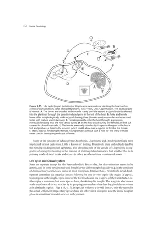 Marine Parasitology
152
Many of the parasites of echinoderms (Ascothorax, Ulophysema and Dendrogaster) have been
implicated in host castration. Little is known of feeding. Primitively, they undoubtedly feed by
the piercing-sucking mouth apparatus. The ultrastructure of the cuticle of Ulophysema is sug-
gestive of absorptive feeding in the manner of rhizocephalan barnacles, but whether this is its
primary mode of food intake and occurs in other ascothoracidans remains unknown.
Life cycle and sexual system
Sexes are separate except for the hermaphroditic Petrarcidae. Sex determination seems to be
genetic, and in some species male and female larvae differ morphologically (e.g. in the armature
of chemosensory aesthetascs, just as in most Cirripedia Rhizocephala). Primitively, larval devel-
opment comprises six naupliar instars followed by one or two cypris-like stages (a-cypris),
homologous to the single cypris instar of the Cirripedia and the y-cypris of the Facetotecta. Lec-
ithotrophy is common, but some species have planktotrophic nauplii. The a-cypris, also known
as the ascothoracid-larva, attaches by its grasping antennules rather than by glandular secretions
as in cirripede cyprids (Figs 4.16, 4.17). In species with two a-cyprid instars, only the second is
the actual settlement stage. Many species have an abbreviated ontogeny, and the entire naupliar
phase is sometimes brooded, or even embryonised.
Figure 4.15 Life cycle (in part tentative) of Ulophysema oeresundense infesting the heart urchin
Echinocardium cordatum. After Michael Hartmann, MSc Thesis, Univ. Copenhagen. The adult parasite
is internal. A. The larvae are brooded in the mantle cavity until the second a-cyprid instar is released
into the plankton through the parasite-induced pore in the test of the host. B. Male and female
larvae differ morphologically, male a-cyprids having three (females one) antennular aesthetascs and
testes with mature sperm (arrows). C. Females possibly enter the host through a gonopore,
eventually breaking into the host’s body cavity. D. In the host’s body cavity the females are free but
covered in ciliated host cells. E. The female eventually attaches by its apertural region to the host’s
test and produces a hole to the exterior, which could allow male a-cyprids to fertilise the female.
F. Male a-cyprids fertilising the female. Young females without such a hole for the entry of males
never contain developing embryos or larvae.
 