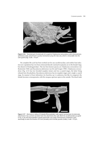 Crustacean parasites 153
No complete life cycle has been worked out for any ascothoracidan, and neither host infec-
tion nor copulation has ever been witnessed directly (seminal receptacles are in the female’s legs,
but absent in Dendrogastridae). The two best-known species are Ulophysema oeresundense (see
Brattström 1948) and Baccalaureus falsiramus (see Itô and Grygier 1990). Ulophysema oeresun-
dense (Fig. 4.15) has two brooded naupliar instars and two a-cyprid stages, the latter being
released into the plankton. Baccalaureus falsiramus has six naupliar stages and a single a-cyprid
stage. Its manner of host infestation (in Zoanthus sp.) is unknown, but like its congeners the
female becomes a mesoparasite, with the carapace aperture open to the outside. The dwarf male
Figure 4.16 Terminal part of antennule of a-cyprid of Ulophysema oeresundense with chemosensory
aesthetascs (ast); attachment is purely mechanical using the claw (cl), which is retractable into the
claw guard (clg). Scale = 10 µm.
Figure 4.17 Briarosaccus callosus (Cirripedia Rhizocephala), male cyprid, terminal part of antennule;
attachment is by a cement secretion from the attachment disc (ad). Both the ascothoracidan (a-cyprid
in Fig. 4.16) and rhizocephalan (cyprid) antennules carry large chemosensory aesthetascs (ast),
assumedly to assist the location of a host (females) and a female parasite (males). Scale = 10 µm.
 