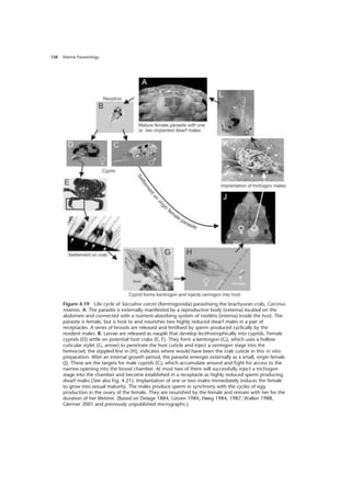 Marine Parasitology
158
Figure 4.19 Life cycle of Sacculina carcini (Kentrogonida) parasitising the brachyuran crab, Carcinus
maenas. A. The parasite is externally manifested by a reproductive body (externa) located on the
abdomen and connected with a nutrient-absorbing system of rootlets (interna) inside the host. The
parasite is female, but is host to and nourishes two highly reduced dwarf males in a pair of
receptacles. A series of broods are released and fertilised by sperm produced cyclically by the
resident males. B. Larvae are released as nauplii that develop lecithotrophically into cyprids. Female
cyprids (D) settle on potential host crabs (E, F). They form a kentrogon (G), which uses a hollow
cuticular stylet (G, arrow) to penetrate the host cuticle and inject a vermigon stage into the
hemocoel; the stippled line in (H), indicates where would have been the crab cuticle in this in vitro
preparation. After an internal growth period, the parasite emerges externally as a small, virgin female
(J). These are the targets for male cyprids (C), which accumulate around and fight for access to the
narrow opening into the brood chamber. At most two of them will successfully inject a trichogon
stage into the chamber and become established in a receptacle as highly reduced sperm producing
dwarf males (See also Fig. 4.21). Implantation of one or two males immediately induces the female
to grow into sexual maturity. The males produce sperm in synchrony with the cycles of egg
production in the ovary of the female. They are nourished by the female and remain with her for the
duration of her lifetime. (Based on Delage 1884, Lützen 1984, Høeg 1984, 1987, Walker 1988,
Glenner 2001 and previously unpublished micrographs.)
 