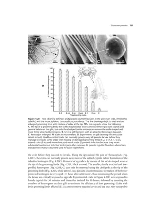 Crustacean parasites 159
the crab before they succeed to invade. Using the specialised 5th pair of thoracopods (Fig.
4.20D), the crabs can normally groom away most of the settled cyprids before formation of the
infective kentrogon (Fig. 4.20C). Removal of cyprids is by means of the sickle-shaped setae at
the tip of the grooming limbs (Fig. 4.20A, black arrows). The smaller, firmly attached and low-
profiled kentrogons (Fig. 4.20B, C) can only be removed using the chelipeds at the tip of the
grooming limbs (Fig. 4.20A, white arrow). As a parasite countermeasure, formation of the better
protected kentrogon is very rapid (<1 hour after settlement), thus minimising the period when
the larvae are critically exposed as cyprids. Experimental crabs in Figure 4.20D were exposed to
female cyprids for 30 minutes and thereafter isolated for 90 hours, followed by counting the
numbers of kentrogons on their gills to estimate the efficiency of host grooming. Crabs with
both grooming limbs ablated (E-2) cannot remove parasite larvae and are thus very susceptible
Figure 4.20 Host cleaning defences and parasite countermeasures in the porcelain crab, Petrolisthes
cabrilloi, and the rhizocephalan, Lernaeodiscus porcellanae. The line drawings depict a crab and an
enlarged grooming limb with clusters of setae at the tip. SEM micrographs show the following.
A. The tip of a grooming limb; the sickle-shaped setae (black arrows) remove parasite cyprids and
general debris on the gills, but only the cheliped (white arrow) can remove the scale-shaped and
more firmly attached kentrogons. B. Several gill filaments with an attached kentrogon (square).
C. Kentrogon enlarged. All scales in micrometers. D. Experiments on gill cleaning efficiency (see
details in text). Healthy control crabs can normally groom away all parasite larvae before they
manage to invade, while crabs with missing or damaged grooming limbs (E-2, E-ch, E-1, E-se),
injured crabs (E-in) and immediate post-moult crabs (E-pm) risk infection because they retain
substantial numbers of infective kentrogons after exposure to parasite cyprids. Numbers above bars
indicate how many crabs were used for each experiment.
D
 