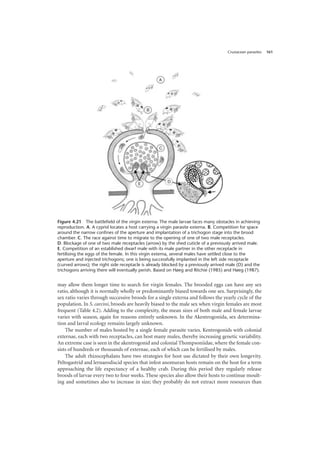 Crustacean parasites 161
may allow them longer time to search for virgin females. The brooded eggs can have any sex
ratio, although it is normally wholly or predominantly biased towards one sex. Surprisingly, the
sex ratio varies through successive broods for a single externa and follows the yearly cycle of the
population. In S. carcini, broods are heavily biased to the male sex when virgin females are most
frequent (Table 4.2). Adding to the complexity, the mean sizes of both male and female larvae
varies with season, again for reasons entirely unknown. In the Akentrogonida, sex determina-
tion and larval ecology remains largely unknown.
The number of males hosted by a single female parasite varies. Kentrogonids with colonial
externae, each with two receptacles, can host many males, thereby increasing genetic variability.
An extreme case is seen in the akentrogonid and colonial Thompsoniidae, where the female con-
sists of hundreds or thousands of externae, each of which can be fertilised by males.
The adult rhizocephalans have two strategies for host use dictated by their own longevity.
Peltogastrid and lernaeodiscid species that infest anomuran hosts remain on the host for a term
approaching the life expectancy of a healthy crab. During this period they regularly release
broods of larvae every two to four weeks. These species also allow their hosts to continue moult-
ing and sometimes also to increase in size; they probably do not extract more resources than
Figure 4.21 The battlefield of the virgin externa: The male larvae faces many obstacles in achieving
reproduction. A. A cyprid locates a host carrying a virgin parasite externa. B. Competition for space
around the narrow confines of the aperture and implantation of a trichogon stage into the brood
chamber. C. The race against time to migrate to the opening of one of two male receptacles.
D. Blockage of one of two male receptacles (arrow) by the shed cuticle of a previously arrived male.
E. Competition of an established dwarf male with its male partner in the other receptacle in
fertilising the eggs of the female. In this virgin externa, several males have settled close to the
aperture and injected trichogons; one is being successfully implanted in the left side receptacle
(curved arrows); the right side receptacle is already blocked by a previously arrived male (D) and the
trichogons arriving there will eventually perish. Based on Høeg and Ritchie (1985) and Høeg (1987).
 