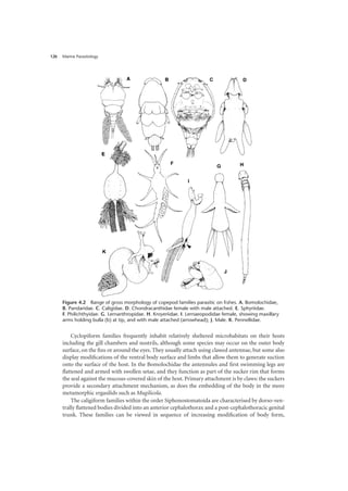 Marine Parasitology
126
Cyclopiform families frequently inhabit relatively sheltered microhabitats on their hosts
including the gill chambers and nostrils, although some species may occur on the outer body
surface, on the fins or around the eyes. They usually attach using clawed antennae, but some also
display modifications of the ventral body surface and limbs that allow them to generate suction
onto the surface of the host. In the Bomolochidae the antennules and first swimming legs are
flattened and armed with swollen setae, and they function as part of the sucker rim that forms
the seal against the mucous-covered skin of the host. Primary attachment is by claws: the suckers
provide a secondary attachment mechanism, as does the embedding of the body in the more
metamorphic ergasilids such as Mugilicola.
The caligiform families within the order Siphonostomatoida are characterised by dorso-ven-
trally flattened bodies divided into an anterior cephalothorax and a post-cephalothoracic genital
trunk. These families can be viewed in sequence of increasing modification of body form,
Figure 4.2 Range of gross morphology of copepod families parasitic on fishes. A. Bomolochidae,
B. Pandaridae. C. Caligidae. D. Chondracanthidae female with male attached. E. Sphyriidae.
F. Philichthyidae. G. Lernanthropidae. H. Kroyeriidae. I. Lernaeopodidae female, showing maxillary
arms holding bulla (b) at tip, and with male attached (arrowhead); J. Male. K. Pennellidae.
 