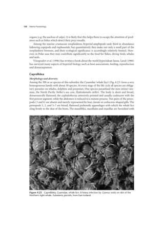 Marine Parasitology
168
organs (e.g. the nucleus of salps). It is likely that this helps them to escape the attention of pred-
ators such as fishes which detect their prey visually.
Among the marine crustacean zooplankton, hyperiid amphipods rank third in abundance
following copepods and euphausiids, but quantitatively they make out only a small part of the
zooplankton biomass, and their ecological significance is accordingly relatively limited. How-
ever, in Polar seas they may contribute significantly to the food for fishes, diving birds, whales
and seals.
Vinogradov et al. (1996) has written a book about the world hyperiidean fauna. Laval (1980)
has surveyed many aspects of hyperiid biology such as host associations, feeding, reproduction
and demarsupiation.
Caprellidea
Morphology and diversity
Among the 300 or so species of this suborder, the Cyamidae (whale lice) (Fig. 4.23) form a very
homogeneous family with about 30 species. At every stage of the life cycle all species are obliga-
tory parasites on whales, dolphins and porpoises. One species parasitised the now extinct sire-
nian, the North Pacific Steller's sea cow, Hydrodamalis stelleri. The body is short and broad,
dorsoventrally flattened, the cephalothorax anteriorly pointed and usually coalescent with the
first pereon segment, while the abdomen is reduced to a minute process. Two pairs of the pereo-
pods (3 and 4) are absent and merely represented by four clavate or corkscrew-shaped gills. The
pereopods 1, 2, and 5–7 are broad, flattened prehensile appendages with which the whale lice
cling firmly to the skin of the hosts. The mandibles, maxillules and maxillae are furnished with
Figure 4.23 Caprellidea, Cyamidae, whale lice. A heavy infection by Cyamus ovalis on skin of the
Northern right whale, Eubalaena glacialis, from East Iceland.
 