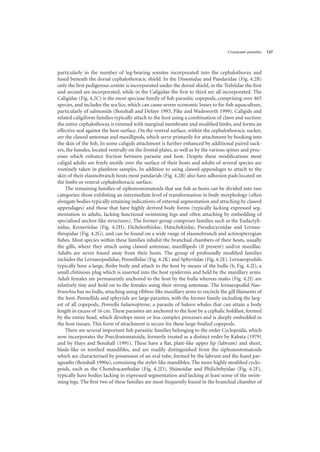 Crustacean parasites 127
particularly in the number of leg-bearing somites incorporated into the cephalothorax and
fused beneath the dorsal cephalothoracic shield. In the Dissonidae and Pandaridae (Fig. 4.2B)
only the first pedigerous somite is incorporated under the dorsal shield, in the Trebiidae the first
and second are incorporated, while in the Caligidae the first to third are all incorporated. The
Caligidae (Fig. 4.2C) is the most speciose family of fish parasitic copepods, comprising over 465
species, and includes the sea lice, which can cause severe economic losses to fin-fish aquaculture,
particularly of salmonids (Boxshall and Defaye 1993, Pike and Wadsworth 1999). Caligids and
related caligiform families typically attach to the host using a combination of claws and suction:
the entire cephalothorax is rimmed with marginal membrane and modified limbs, and forms an
effective seal against the host surface. On the ventral surface, within the cephalothoracic sucker,
are the clawed antennae and maxillipeds, which serve primarily for attachment by hooking into
the skin of the fish. In some caligids attachment is further enhanced by additional paired suck-
ers, the lunules, located ventrally on the frontal plates, as well as by the various spines and proc-
esses which enhance friction between parasite and host. Despite these modifications most
caligid adults are freely motile over the surface of their hosts and adults of several species are
routinely taken in plankton samples. In addition to using clawed appendages to attach to the
skin of their elasmobranch hosts most pandarids (Fig. 4.2B) also have adhesion pads located on
the limbs or ventral cephalothoracic surface.
The remaining families of siphonostomatoids that use fish as hosts can be divided into two
categories: those exhibiting an intermediate level of transformation in body morphology (often
elongate bodies typically retaining indications of external segmentation and attaching by clawed
appendages) and those that have highly derived body forms (typically lacking expressed seg-
mentation in adults, lacking functional swimming legs and often attaching by embedding of
specialised anchor-like structures). The former group comprises families such as the Eudactyli-
nidae, Kroyeriidae (Fig. 4.2H), Dichelesthiidae, Hatschekiidae, Pseudocycnidae and Lernan-
thropidae (Fig. 4.2G), and can be found on a wide range of elasmobranch and actinopterygian
fishes. Most species within these families inhabit the branchial chambers of their hosts, usually
the gills, where they attach using clawed antennae, maxillipeds (if present) and/or maxillae.
Adults are never found away from their hosts. The group of profoundly modified families
includes the Lernaeopodidae, Pennellidae (Fig. 4.2K) and Sphyriidae (Fig. 4.2E). Lernaeopodids
typically have a large, fleshy body and attach to the host by means of the bulla (b, Fig. 4.2I), a
small chitinous plug which is inserted into the host epidermis and held by the maxillary arms.
Adult females are permanently anchored to the host by the bulla whereas males (Fig. 4.2J) are
relatively tiny and hold on to the females using their strong antennae. The lernaeopodid Nao-
branchia has no bulla, attaching using ribbon-like maxillary arms to encircle the gill filaments of
the host. Pennellids and sphyriids are large parasites, with the former family including the larg-
est of all copepods, Pennella balaenopterae, a parasite of baleen whales that can attain a body
length in excess of 16 cm. These parasites are anchored to the host by a cephalic holdfast, formed
by the entire head, which develops more or less complex processes and is deeply embedded in
the host tissues. This form of attachment is secure for these large-bodied copepods.
There are several important fish parasitic families belonging to the order Cyclopoida, which
now incorporates the Poecilostomatoida, formerly treated as a distinct order by Kabata (1979)
and by Huys and Boxshall (1991). These have a flat, plate-like upper lip (labrum) and short,
blade-like or toothed mandibles, and are readily distinguished from the siphonostomatoids
which are characterised by possession of an oral tube, formed by the labrum and the fused par-
agnaths (Boxshall 1990a), containing the stylet-like mandibles. The more highly modified cyclo-
poids, such as the Chondracanthidae (Fig. 4.2D), Shiinoidae and Philichthyidae (Fig. 4.2F),
typically have bodies lacking in expressed segmentation and lacking at least some of the swim-
ming legs. The first two of these families are most frequently found in the branchial chamber of
 