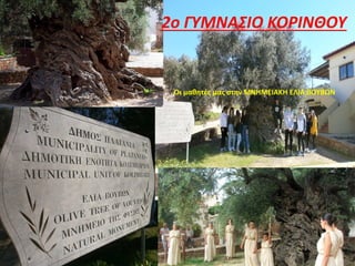 2ο ΓΥΜΝΑΣΙΟ ΚΟΡΙΝΘΟΥ
Οι μαθητές μας στην ΜΝΗΜΕΙΑΚΗ ΕΛΙΑ ΒΟΥΒΩΝ
 