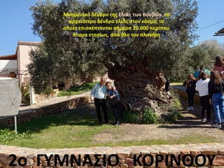 .
2ο ΓΥΜΝΑΣΙΟ ΚΟΡΙΝΘΟΥ
Μνημειακό δένδρο της Ελιάς των Βουβών, το
αρχαιότερο δένδρο ελιάς στον κόσμο, το
οποίο επισκέπτονται σήμερα 20.000 περίπου
άτομα ετησίως, από όλο τον πλανήτη
 
