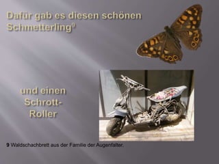 9 Waldschachbrett aus der Familie der Augenfalter.
 