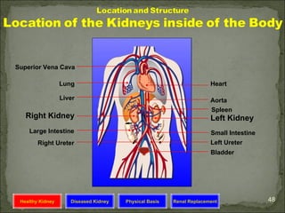 Superior Vena Cava

                  Lung                                                Heart

                  Liver                                               Aorta
                                                                      Spleen
   Right Kidney                                                       Left Kidney
    Large Intestine                                                   Small Intestine
        Right Ureter                                                  Left Ureter
                                                                      Bladder




 Healthy Kidney      Diseased Kidney   Physical Basis   Renal Replacement               48
 