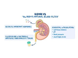 Pharmacotherapy of Chronic Renal Failure Detailed.pptx
