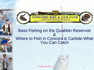 Bass Fishing on the Quabbin Reservoir
                   &
Where to Fish in Concord & Carlisle-What
            You Can Catch




           Cogito Ergo Piscor
                                   1
 