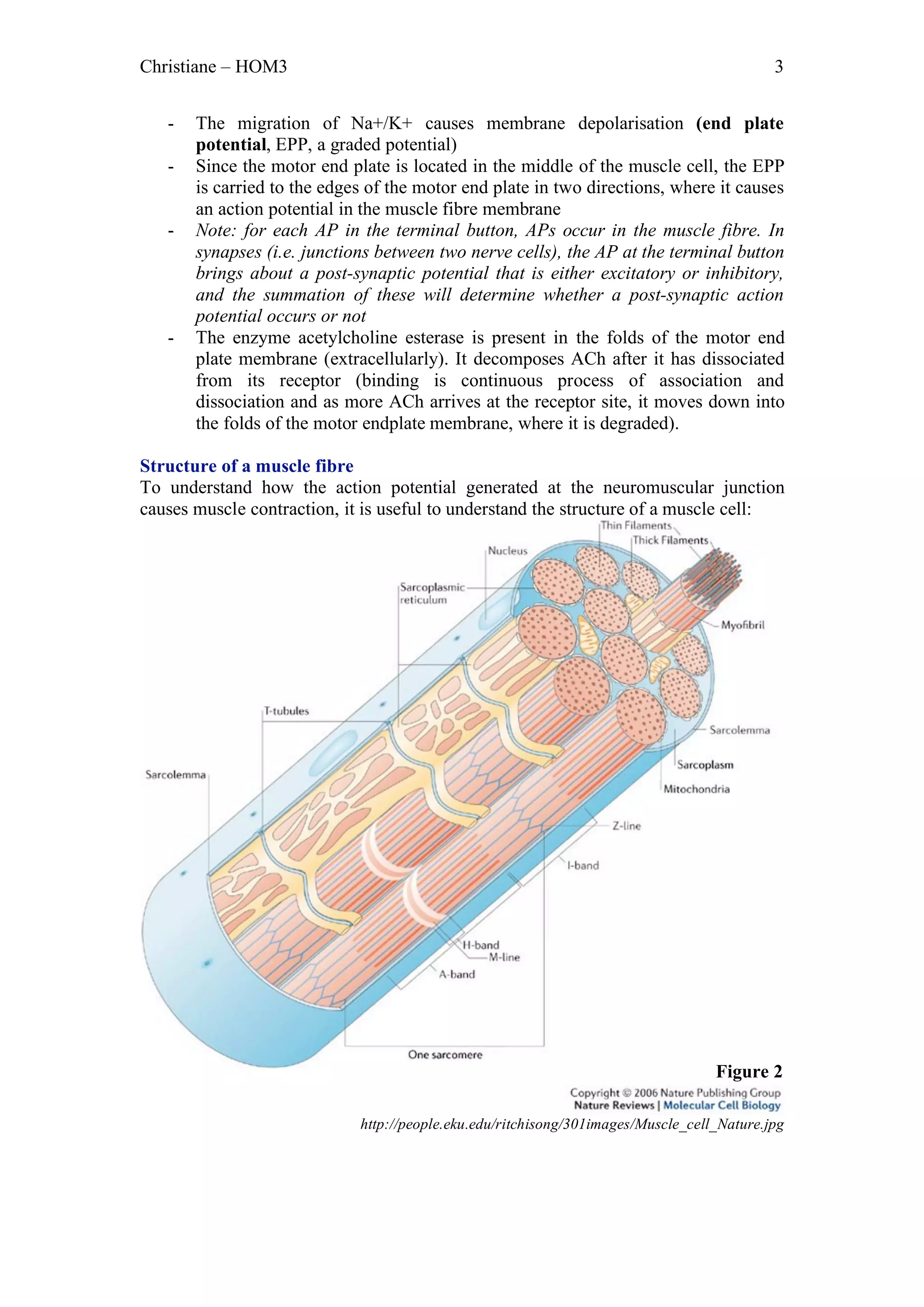 Christiane – HOM3                                                                           3


   -   The migration of Na+/K+ causes membrane depolarisation (end plate
       potential, EPP, a graded potential)
   -   Since the motor end plate is located in the middle of the muscle cell, the EPP
       is carried to the edges of the motor end plate in two directions, where it causes
       an action potential in the muscle fibre membrane
   -   Note: for each AP in the terminal button, APs occur in the muscle fibre. In
       synapses (i.e. junctions between two nerve cells), the AP at the terminal button
       brings about a post-synaptic potential that is either excitatory or inhibitory,
       and the summation of these will determine whether a post-synaptic action
       potential occurs or not
   -   The enzyme acetylcholine esterase is present in the folds of the motor end
       plate membrane (extracellularly). It decomposes ACh after it has dissociated
       from its receptor (binding is continuous process of association and
       dissociation and as more ACh arrives at the receptor site, it moves down into
       the folds of the motor endplate membrane, where it is degraded).

Structure of a muscle fibre
To understand how the action potential generated at the neuromuscular junction
causes muscle contraction, it is useful to understand the structure of a muscle cell:




                                                                                   Figure 2

                             http://people.eku.edu/ritchisong/301images/Muscle_cell_Nature.jpg
 