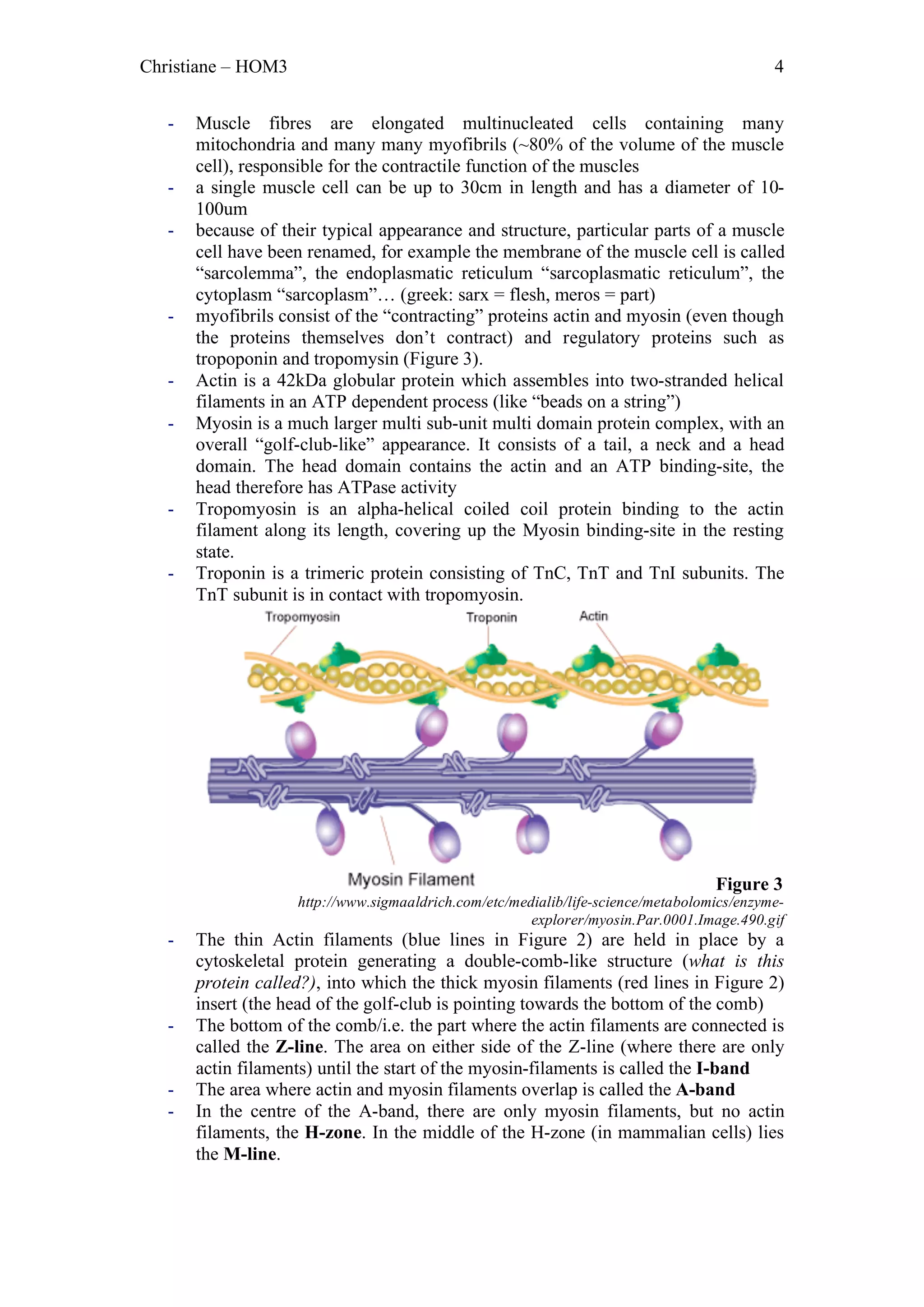Christiane – HOM3                                                                           4


   -   Muscle fibres are elongated multinucleated cells containing many
       mitochondria and many many myofibrils (~80% of the volume of the muscle
       cell), responsible for the contractile function of the muscles
   -   a single muscle cell can be up to 30cm in length and has a diameter of 10-
       100um
   -   because of their typical appearance and structure, particular parts of a muscle
       cell have been renamed, for example the membrane of the muscle cell is called
       “sarcolemma”, the endoplasmatic reticulum “sarcoplasmatic reticulum”, the
       cytoplasm “sarcoplasm”… (greek: sarx = flesh, meros = part)
   -   myofibrils consist of the “contracting” proteins actin and myosin (even though
       the proteins themselves don’t contract) and regulatory proteins such as
       tropoponin and tropomysin (Figure 3).
   -   Actin is a 42kDa globular protein which assembles into two-stranded helical
       filaments in an ATP dependent process (like “beads on a string”)
   -   Myosin is a much larger multi sub-unit multi domain protein complex, with an
       overall “golf-club-like” appearance. It consists of a tail, a neck and a head
       domain. The head domain contains the actin and an ATP binding-site, the
       head therefore has ATPase activity
   -   Tropomyosin is an alpha-helical coiled coil protein binding to the actin
       filament along its length, covering up the Myosin binding-site in the resting
       state.
   -   Troponin is a trimeric protein consisting of TnC, TnT and TnI subunits. The
       TnT subunit is in contact with tropomyosin.




                                                                                   Figure 3
                    http://www.sigmaaldrich.com/etc/medialib/life-science/metabolomics/enzyme-
                                                       explorer/myosin.Par.0001.Image.490.gif
   -   The thin Actin filaments (blue lines in Figure 2) are held in place by a
       cytoskeletal protein generating a double-comb-like structure (what is this
       protein called?), into which the thick myosin filaments (red lines in Figure 2)
       insert (the head of the golf-club is pointing towards the bottom of the comb)
   -   The bottom of the comb/i.e. the part where the actin filaments are connected is
       called the Z-line. The area on either side of the Z-line (where there are only
       actin filaments) until the start of the myosin-filaments is called the I-band
   -   The area where actin and myosin filaments overlap is called the A-band
   -   In the centre of the A-band, there are only myosin filaments, but no actin
       filaments, the H-zone. In the middle of the H-zone (in mammalian cells) lies
       the M-line.
 