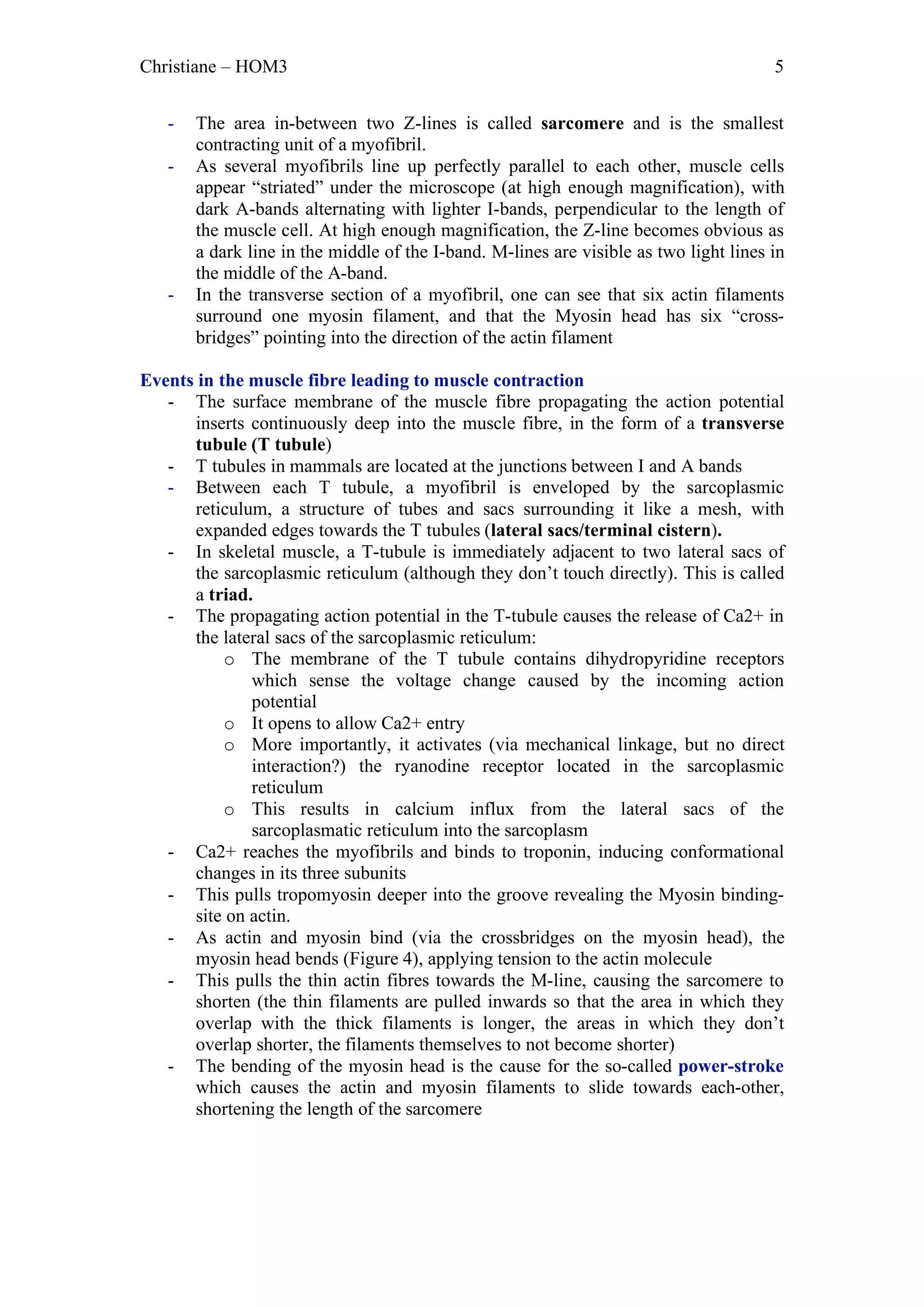 Christiane – HOM3                                                                      5


   -   The area in-between two Z-lines is called sarcomere and is the smallest
       contracting unit of a myofibril.
   -   As several myofibrils line up perfectly parallel to each other, muscle cells
       appear “striated” under the microscope (at high enough magnification), with
       dark A-bands alternating with lighter I-bands, perpendicular to the length of
       the muscle cell. At high enough magnification, the Z-line becomes obvious as
       a dark line in the middle of the I-band. M-lines are visible as two light lines in
       the middle of the A-band.
   -   In the transverse section of a myofibril, one can see that six actin filaments
       surround one myosin filament, and that the Myosin head has six “cross-
       bridges” pointing into the direction of the actin filament

Events in the muscle fibre leading to muscle contraction
   - The surface membrane of the muscle fibre propagating the action potential
      inserts continuously deep into the muscle fibre, in the form of a transverse
      tubule (T tubule)
   - T tubules in mammals are located at the junctions between I and A bands
   - Between each T tubule, a myofibril is enveloped by the sarcoplasmic
      reticulum, a structure of tubes and sacs surrounding it like a mesh, with
      expanded edges towards the T tubules (lateral sacs/terminal cistern).
   - In skeletal muscle, a T-tubule is immediately adjacent to two lateral sacs of
      the sarcoplasmic reticulum (although they don’t touch directly). This is called
      a triad.
   - The propagating action potential in the T-tubule causes the release of Ca2+ in
      the lateral sacs of the sarcoplasmic reticulum:
           o The membrane of the T tubule contains dihydropyridine receptors
              which sense the voltage change caused by the incoming action
              potential
           o It opens to allow Ca2+ entry
           o More importantly, it activates (via mechanical linkage, but no direct
              interaction?) the ryanodine receptor located in the sarcoplasmic
              reticulum
           o This results in calcium influx from the lateral sacs of the
              sarcoplasmatic reticulum into the sarcoplasm
   - Ca2+ reaches the myofibrils and binds to troponin, inducing conformational
      changes in its three subunits
   - This pulls tropomyosin deeper into the groove revealing the Myosin binding-
      site on actin.
   - As actin and myosin bind (via the crossbridges on the myosin head), the
      myosin head bends (Figure 4), applying tension to the actin molecule
   - This pulls the thin actin fibres towards the M-line, causing the sarcomere to
      shorten (the thin filaments are pulled inwards so that the area in which they
      overlap with the thick filaments is longer, the areas in which they don’t
      overlap shorter, the filaments themselves to not become shorter)
   - The bending of the myosin head is the cause for the so-called power-stroke
      which causes the actin and myosin filaments to slide towards each-other,
      shortening the length of the sarcomere
 