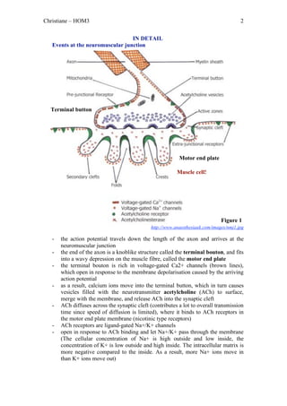 Christiane – HOM3                                                                       2


                                  IN DETAIL
   Events at the neuromuscular junction




  Terminal button




                                                           Motor end plate

                                                          Muscle cell!




                                                                               Figure 1
                                              http://www.anaesthesiauk.com/images/nmj1.jpg

   -   the action potential travels down the length of the axon and arrives at the
       neuromuscular junction
   -   the end of the axon is a knoblike structure called the terminal bouton, and fits
       into a wavy depression on the muscle fibre, called the motor end plate
   -   the terminal bouton is rich in voltage-gated Ca2+ channels (brown lines),
       which open in response to the membrane depolarisation caused by the arriving
       action potential
   -   as a result, calcium ions move into the terminal button, which in turn causes
       vesicles filled with the neurotransmitter acetylcholine (ACh) to surface,
       merge with the membrane, and release ACh into the synaptic cleft
   -   ACh diffuses across the synaptic cleft (contributes a lot to overall transmission
       time since speed of diffusion is limited), where it binds to ACh receptors in
       the motor end plate membrane (nicotinic type receptors)
   -   ACh receptors are ligand-gated Na+/K+ channels
   -   open in response to ACh binding and let Na+/K+ pass through the membrane
       (The cellular concentration of Na+ is high outside and low inside, the
       concentration of K+ is low outside and high inside. The intracellular matrix is
       more negative compared to the inside. As a result, more Na+ ions move in
       than K+ ions move out)
 