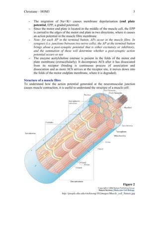 Christiane – HOM3                                                                           3


   -   The migration of Na+/K+ causes membrane depolarisation (end plate
       potential, EPP, a graded potential)
   -   Since the motor end plate is located in the middle of the muscle cell, the EPP
       is carried to the edges of the motor end plate in two directions, where it causes
       an action potential in the muscle fibre membrane
   -   Note: for each AP in the terminal button, APs occur in the muscle fibre. In
       synapses (i.e. junctions between two nerve cells), the AP at the terminal button
       brings about a post-synaptic potential that is either excitatory or inhibitory,
       and the summation of these will determine whether a post-synaptic action
       potential occurs or not
   -   The enzyme acetylcholine esterase is present in the folds of the motor end
       plate membrane (extracellularly). It decomposes ACh after it has dissociated
       from its receptor (binding is continuous process of association and
       dissociation and as more ACh arrives at the receptor site, it moves down into
       the folds of the motor endplate membrane, where it is degraded).

Structure of a muscle fibre
To understand how the action potential generated at the neuromuscular junction
causes muscle contraction, it is useful to understand the structure of a muscle cell:




                                                                                   Figure 2

                             http://people.eku.edu/ritchisong/301images/Muscle_cell_Nature.jpg
 