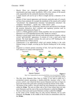 Christiane – HOM3                                                                           4


   -   Muscle fibres are elongated multinucleated cells containing many
       mitochondria and many many myofibrils (~80% of the volume of the muscle
       cell), responsible for the contractile function of the muscles
   -   a single muscle cell can be up to 30cm in length and has a diameter of 10-
       100um
   -   because of their typical appearance and structure, particular parts of a muscle
       cell have been renamed, for example the membrane of the muscle cell is called
       “sarcolemma”, the endoplasmatic reticulum “sarcoplasmatic reticulum”, the
       cytoplasm “sarcoplasm”… (greek: sarx = flesh, meros = part)
   -   myofibrils consist of the “contracting” proteins actin and myosin (even though
       the proteins themselves don’t contract) and regulatory proteins such as
       tropoponin and tropomysin (Figure 3).
   -   Actin is a 42kDa globular protein which assembles into two-stranded helical
       filaments in an ATP dependent process (like “beads on a string”)
   -   Myosin is a much larger multi sub-unit multi domain protein complex, with an
       overall “golf-club-like” appearance. It consists of a tail, a neck and a head
       domain. The head domain contains the actin and an ATP binding-site, the
       head therefore has ATPase activity
   -   Tropomyosin is an alpha-helical coiled coil protein binding to the actin
       filament along its length, covering up the Myosin binding-site in the resting
       state.
   -   Troponin is a trimeric protein consisting of TnC, TnT and TnI subunits. The
       TnT subunit is in contact with tropomyosin.




                                                                                   Figure 3
                    http://www.sigmaaldrich.com/etc/medialib/life-science/metabolomics/enzyme-
                                                       explorer/myosin.Par.0001.Image.490.gif
   -   The thin Actin filaments (blue lines in Figure 2) are held in place by a
       cytoskeletal protein generating a double-comb-like structure (what is this
       protein called?), into which the thick myosin filaments (red lines in Figure 2)
       insert (the head of the golf-club is pointing towards the bottom of the comb)
   -   The bottom of the comb/i.e. the part where the actin filaments are connected is
       called the Z-line. The area on either side of the Z-line (where there are only
       actin filaments) until the start of the myosin-filaments is called the I-band
   -   The area where actin and myosin filaments overlap is called the A-band
   -   In the centre of the A-band, there are only myosin filaments, but no actin
       filaments, the H-zone. In the middle of the H-zone (in mammalian cells) lies
       the M-line.
 