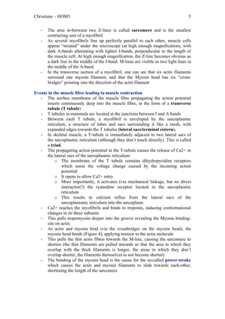 Christiane – HOM3                                                                      5


   -   The area in-between two Z-lines is called sarcomere and is the smallest
       contracting unit of a myofibril.
   -   As several myofibrils line up perfectly parallel to each other, muscle cells
       appear “striated” under the microscope (at high enough magnification), with
       dark A-bands alternating with lighter I-bands, perpendicular to the length of
       the muscle cell. At high enough magnification, the Z-line becomes obvious as
       a dark line in the middle of the I-band. M-lines are visible as two light lines in
       the middle of the A-band.
   -   In the transverse section of a myofibril, one can see that six actin filaments
       surround one myosin filament, and that the Myosin head has six “cross-
       bridges” pointing into the direction of the actin filament

Events in the muscle fibre leading to muscle contraction
   - The surface membrane of the muscle fibre propagating the action potential
      inserts continuously deep into the muscle fibre, in the form of a transverse
      tubule (T tubule)
   - T tubules in mammals are located at the junctions between I and A bands
   - Between each T tubule, a myofibril is enveloped by the sarcoplasmic
      reticulum, a structure of tubes and sacs surrounding it like a mesh, with
      expanded edges towards the T tubules (lateral sacs/terminal cistern).
   - In skeletal muscle, a T-tubule is immediately adjacent to two lateral sacs of
      the sarcoplasmic reticulum (although they don’t touch directly). This is called
      a triad.
   - The propagating action potential in the T-tubule causes the release of Ca2+ in
      the lateral sacs of the sarcoplasmic reticulum:
           o The membrane of the T tubule contains dihydropyridine receptors
              which sense the voltage change caused by the incoming action
              potential
           o It opens to allow Ca2+ entry
           o More importantly, it activates (via mechanical linkage, but no direct
              interaction?) the ryanodine receptor located in the sarcoplasmic
              reticulum
           o This results in calcium influx from the lateral sacs of the
              sarcoplasmatic reticulum into the sarcoplasm
   - Ca2+ reaches the myofibrils and binds to troponin, inducing conformational
      changes in its three subunits
   - This pulls tropomyosin deeper into the groove revealing the Myosin binding-
      site on actin.
   - As actin and myosin bind (via the crossbridges on the myosin head), the
      myosin head bends (Figure 4), applying tension to the actin molecule
   - This pulls the thin actin fibres towards the M-line, causing the sarcomere to
      shorten (the thin filaments are pulled inwards so that the area in which they
      overlap with the thick filaments is longer, the areas in which they don’t
      overlap shorter, the filaments themselves to not become shorter)
   - The bending of the myosin head is the cause for the so-called power-stroke
      which causes the actin and myosin filaments to slide towards each-other,
      shortening the length of the sarcomere
 