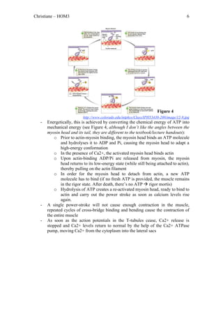 Christiane – HOM3                                                                         6




                                                                        Figure 4
                           http://www.colorado.edu/intphys/Class/IPHY3430-200/image/12-9.jpg
   -   Energetically, this is achieved by converting the chemical energy of ATP into
       mechanical energy (see Figure 4, although I don’t like the angles between the
       myosin head and its tail, they are different to the textbook/lecture handouts):
           o Prior to actin-myosin binding, the myosin head binds an ATP molecule
               and hydrolyses it to ADP and Pi, causing the myosin head to adapt a
               high-energy conformation
           o In the presence of Ca2+, the activated myosin head binds actin
           o Upon actin-binding ADP/Pi are released from myosin, the myosin
               head returns to its low-energy state (while still being attached to actin),
               thereby pulling on the actin filament
           o In order for the myosin head to detach from actin, a new ATP
               molecule has to bind (if no fresh ATP is provided, the muscle remains
               in the rigor state. After death, there’s no ATP  rigor mortis)
           o Hydrolysis of ATP creates a re-activated myosin head, ready to bind to
               actin and carry out the power stroke as soon as calcium levels rise
               again.
   -   A single power-stroke will not cause enough contraction in the muscle,
       repeated cycles of cross-bridge binding and bending cause the contraction of
       the entire muscle
   -   As soon as the action potentials in the T-tubules cease, Ca2+ release is
       stopped and Ca2+ levels return to normal by the help of the Ca2+ ATPase
       pump, moving Ca2+ from the cytoplasm into the lateral sacs
 