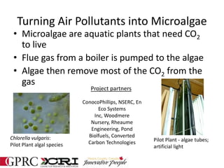 Turning Air Pollutants into Microalgae
• Microalgae are aquatic plants that need CO2
to live
• Flue gas from a boiler is pumped to the algae
• Algae then remove most of the CO2 from the
gas
Chlorella vulgaris:
Pilot Plant algal species
Pilot Plant - algae tubes;
artificial light
ConocoPhillips, NSERC, En
Eco Systems
Inc, Woodmere
Nursery, Rheaume
Engineering, Pond
Biolfuels, Converted
Carbon Technologies
Project partners
 