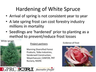 Hardening of White Spruce
• Arrival of spring is not consistent year to year
• A late spring frost can cost forestry industry
millions in mortality
• Seedlings are ‘hardened’ prior to planting as a
method to prevent/reduce frost losses
White spruce
Evidence of frost
Manning Diversified Forest
Products, Tolko Industries,
Vanderwell Construction,
Weyerhaeuser, CANFOR, PRT
Nursery, NSERC
Project partners
 