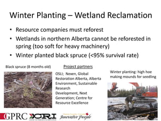 Winter Planting – Wetland Reclamation
• Resource companies must reforest
• Wetlands in northern Alberta cannot be reforested in
spring (too soft for heavy machinery)
• Winter planted black spruce (<95% survival rate)
Black spruce (8 months old)
Winter planting: high hoe
making mounds for seedling
OSLI; Nexen, Global
Restoration Alberta, Alberta
Environment, Sustainable
Research
Development, Next
Generation; Centre for
Resource Excellence
Project partners
 