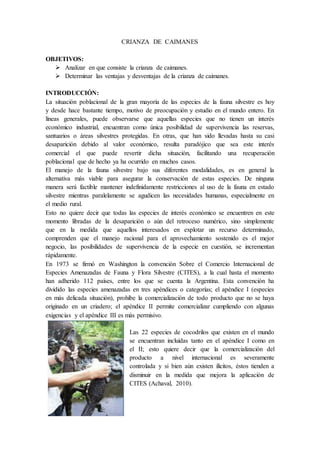 CRIANZA DE CAIMANES
OBJETIVOS:
 Analizar en que consiste la crianza de caimanes.
 Determinar las ventajas y desventajas de la crianza de caimanes.
INTRODUCCIÓN:
La situación poblacional de la gran mayoría de las especies de la fauna silvestre es hoy
y desde hace bastante tiempo, motivo de preocupación y estudio en el mundo entero. En
líneas generales, puede observarse que aquellas especies que no tienen un interés
económico industrial, encuentran como única posibilidad de supervivencia las reservas,
santuarios o áreas silvestres protegidas. En otras, que han sido llevadas hasta su casi
desaparición debido al valor económico, resulta paradójico que sea este interés
comercial el que puede revertir dicha situación, facilitando una recuperación
poblacional que de hecho ya ha ocurrido en muchos casos.
El manejo de la fauna silvestre bajo sus diferentes modalidades, es en general la
alternativa más viable para asegurar la conservación de estas especies. De ninguna
manera será factible mantener indefinidamente restricciones al uso de la fauna en estado
silvestre mientras paralelamente se agudicen las necesidades humanas, especialmente en
el medio rural.
Esto no quiere decir que todas las especies de interés económico se encuentren en este
momento libradas de la desaparición o aún del retroceso numérico, sino simplemente
que en la medida que aquellos interesados en explotar un recurso determinado,
comprenden que el manejo racional para el aprovechamiento sostenido es el mejor
negocio, las posibilidades de supervivencia de la especie en cuestión, se incrementan
rápidamente.
En 1973 se firmó en Washington la convención Sobre el Comercio Internacional de
Especies Amenazadas de Fauna y Flora Silvestre (CITES), a la cual hasta el momento
han adherido 112 países, entre los que se cuenta la Argentina. Esta convención ha
dividido las especies amenazadas en tres apéndices o categorías; el apéndice I (especies
en más delicada situación), prohíbe la comercialización de todo producto que no se haya
originado en un criadero; el apéndice II permite comercializar cumpliendo con algunas
exigencias y el apéndice III es más permisivo.
Las 22 especies de cocodrilos que existen en el mundo
se encuentran incluidas tanto en el apéndice I como en
el II; esto quiere decir que la comercialización del
producto a nivel internacional es severamente
controlada y si bien aún existen ilícitos, éstos tienden a
disminuir en la medida que mejora la aplicación de
CITES (Achaval, 2010).
 