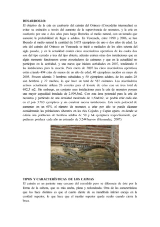 DESARROLLO:
El objetivo de la cría en cautiverio del caimán del Orinoco (Crocodylus intermedius) es
evitar su extinción a través del aumento de la supervivencia de neonatos, y la cría en
cautiverio por uno o dos años para luego liberarlos al medio natural, con un tamaño que
aumente la probabilidad de llegar a adultos. En Venezuela, entre 1990 y 2006, se han
liberado al medio natural la cantidad de 5.073 ejemplares de uno o dos años de edad. La
cría del caimán del Orinoco en Venezuela se inició a mediados de los años setenta del
siglo pasado, y en la actualidad existen cinco zoocriaderos operativos de los cuales dos
son del tipo cerrado y tres del tipo abierto, además existen otras dos instalaciones que en
algún momento funcionaron como zoocriaderos de caimanes y que en la actualidad no
participan en la actividad, y una nueva que iniciara actividades en 2007, totalizando 8
las instalaciones para la zoocria. Para enero de 2007 los cinco zoocriaderos operativos
están criando 494 crías de menos de un año de edad, 40 ejemplares nacidos en mayo de
2005. Poseen además 3 hembras subadultas y 50 ejemplares adultos, de los cuales 28
son hembras y 22 machos, lo que hace un total de 587 caimanes. Los zoocriaderos
activos actualmente utilizan 26 corrales para el levante de crías con un área total de
682,3 m2. Sin embargo, en conjunto esas instalaciones para la cría de neonatos poseen
una mayor capacidad instalada de 2.509,5m2. Con esta área potencial para la cría de
neonatos y partiendo de una densidad moderada de 1,5ind/m2, se podría criar cada año
en el país 3.763 ejemplares y sin construir nuevas instalaciones. Esta meta potencial de
aumentar en un 65% el número de neonatos a criar por año se puede alcanzar
considerando las poblaciones silvestres en los ríos Cojedes y Capan aparo, en donde se
estima una población de hembras adultas de 50 y 64 ejemplares respectivamente, que
pudieran producir cada año un estimado de 5.244 huevos (Hernandez, 2007)
TIPOS Y CARACTERÍSTICAS DE LOS CAIMAS
El caimán es un pariente muy cercano del cocodrilo pero se diferencia de éste por la
forma de la cabeza, que es más ancha, plana y redondeada. Otra de las características
que los hace distintos es que el cuarto diente de su mandíbula inferior encaja en la
cavidad superior, lo que hace que el maxilar superior quede oculto cuando cierra la
boca.
 