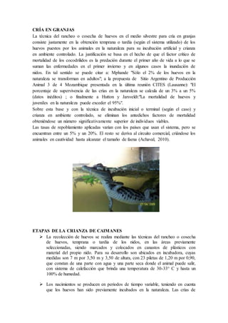 CRÍA EN GRANJAS
La técnica del rancheo o cosecha de huevos en el medio silvestre para cría en granjas
consiste justamente en la obtención temprana o tardía (según el sistema utilizado) de los
huevos puestos por los animales en la naturaleza para su incubación artificial y crianza
en ambiente controlado. La justificación se basa en el hecho de que el factor crítico de
mortalidad de los cocodrilidos es la predación durante el primer año de vida a lo que se
suman las enfermedades en el primer invierno y en algunos casos la inundación de
nidos. En tal sentido se puede citar a: Mphande "Sólo el 2% de los huevos en la
naturaleza se transforman en adultos"; a la propuesta de Sitio Argentino de Producción
Animal 3 de 4 Mozambique presentada en la última reunión CITES (Lausanne): "El
porcentaje de supervivencia de las crías en la naturaleza se calcula de un 3% a un 5%
(datos inéditos) ; o finalmente a Hutton y Jarsveldt:"La mortalidad de huevos y
juveniles en la naturaleza puede exceder el 95%".
Sobre esta base y con la técnica de incubación inicial o terminal (según el caso) y
crianza en ambiente controlado, se eliminan los antedichos factores de mortalidad
obteniéndose un número significativamente superior de individuos viables.
Las tasas de repoblamiento aplicadas varían con los países que usan el sistema, pero se
encuentran entre un 5% y un 20%. El resto se deriva al circuito comercial, criándose los
animales en cautividad hasta alcanzar el tamaño de faena (Achaval, 2010).
ETAPAS DE LA CRIANZA DE CAIMANES
 La recolección de huevos se realiza mediante las técnicas del rancheo o cosecha
de huevos, temprana o tardía de los nidos, en las áreas previamente
seleccionadas, siendo marcados y colocados en canastos de plásticos con
material del propio nido. Para su desarrollo son ubicados en incubadora, cuyas
medidas son 7 m por 3,50 m y 3,50 de altura, con 23 piletas de 1,20 m por 0,90,
que constan de una parte con agua y una parte seca donde el animal puede salir,
con sistema de calefacción que brinda una temperatura de 30-33° C y hasta un
100% de humedad.
 Los nacimientos se producen en periodos de tiempo variable, teniendo en cuenta
que los huevos han sido previamente incubados en la naturaleza. Las crías de
 
