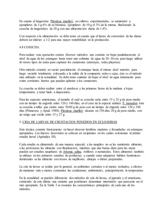 En cuanto al langostino Pleoticus muelleri, en cultivos experimentales, se suministró a
ejemplares de 3 g 6% de su biomasa, ejemplares de 10 g el 3% de la misma, finalizando la
cosecha de langostinos de 20 g con una alimentación diaria de 1.4%.
Con respecto a la alimentación se debe tener en cuenta que el factor de conversión de las dietas
deberá ser inferior a 1:2 para una mayor rentabilidad en la producción.
4.8 COSECHA
Para realizar esta operación existen diversos métodos: uno consiste en bajar paulatinamente el
nivel de agua de los estanques hasta tener una columna de agua de 20–30 cm, para luego utilizar
di versos tipos de redes para capturar los camarones (atarrayas, redes playeras).
Otro método consiste en vaciar parcialmente el estanque hasta el mismo nivel anterior, para
luego vaciarlo totalmente colocando a la salida de la compuerta redes o cajas, éste es el método
más utilizado en la actualidad. Se debe tener cuidado de bajar el nivel de agua lentamente para
evitar corrientes fuertes que puedan aplastar a los camarones.
La cosecha se deber realizar entre el atardecer y las primeras horas de la mañana a bajas
temperaturas y tener hielo a dispocisión.
Para las especies americanas, el tamaño al cual se cosecha varía entre 15 y 25 g de peso medio
con un tiempo de engorde entre 120 y 160 días; en el caso de la especie asiática P. monodon ésta
se cosecha a tallas que varían entre 30/60 g de peso con un tiempo de engorde entre 120 y 180
días (Primavera y Apud, 1980). Pleoticus muelleri alcanza en 150 días 20 g de peso medio, con
un rango que oscila entre 15 y 27 g.
5. CRIA DE LARVAS DE CRUSTACEOS PENEIDOS EN ECLOSERIAS
Esta técnica consiste básicamente en hacer desovar hembras maduras y fecundadas en estanques
apropiados. Los huevos desovados se colocan en recipientes en los cuales eclosionan al primer
estadio larval (Apéndice III).
Cada estadio es alimentado de una manera especial, a los nauplios no se les suministra alimento,
a las protozoeas las alimenta con fitoplancton, mientras que una buena dieta para las mysis
pueden ser estadios naupliares de Artemia salina, rotíferos o nematodes. Estos alimentos también
se utilizan en los primeros estadios de postlarvas; y cuando estas adquieren hábitos bentónicos-
demersales se las alimenta con trozos de mejillones, almejas o dietas preparadas.
La cria de larvas se realize por lo general, en ambientes cerrados o al menos techados, a efectos
de mantener más o menos constantes las condiciones ambientales, principalmente la temperatura.
En la actualidad se pueden diferenciar dos métodos de cría de larvas, el japonés y el americano,
existiendo de este último una variante que podríamos denominar intermedio que parecería ser el
más apropiado. En la Tabla 3 se resumen las características principales de cada uno de los
métodos.
 