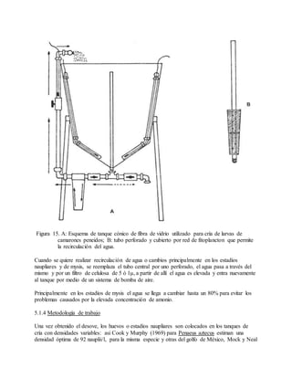 Figura 15. A: Esquema de tanque cónico de fibra de vidrio utilizado para cría de larvas de
camarones peneidos; B: tubo perforado y cubierto por red de fitoplancton que permite
la recirculación del agua.
Cuando se quiere realizar recirculación de agua o cambios principalmente en los estadíos
naupliares y de mysis, se reemplaza el tubo central por uno perforado, el agua pasa a través del
mismo y por un filtro de celulosa de 5 ó 1μ, a partir de allí el agua es elevada y entra nuevamente
al tanque por medio de un sistema de bomba de aire.
Principalmente en los estadíos de mysis el agua se llega a cambiar hasta un 80% para evitar los
problemas causados por la elevada concentración de amonio.
5.1.4 Metodología de trabajo
Una vez obtenido el desove, los huevos o estadíos naupliares son colocados en los tanques de
cría con densidades variables: asi Cook y Murphy (1969) para Penaeus aztecus estiman una
densidad óptima de 92 nauplii/l, para la misma especie y otras del golfo de México, Mock y Neal
 
