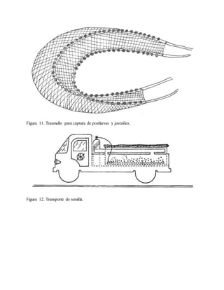Figura 11. Trasmallo para captura de postlarvas y juveniles.
Figura 12. Transporte de semilla.
 
