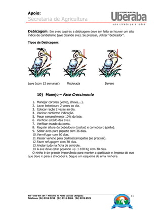Apoio:
Secretaria de Agricultura
BR – 050 Km 164 – Próximo ao Posto Caxuxa (Borgico)
Telefones: (34) 3311-5252 - (34) 3311-5484 - (34) 9195-8525
11
Debicagem: Em aves caipiras a debicagem deve ser feita se houver um alto
índice de canibalismo (ave bicando ave). Se precisar, utilizar “debicador”.
Tipos de Debicagem:
Leve (com 12 semanas) Moderada Severo
10) Manejo – Fase Crescimento
1. Manejar cortinas (vento, chuva,...).
2. Lavar bebedouro 2 vezes ao dia.
3. Colocar ração 2 vezes ao dia.
4. Vacinar conforme indicação.
5. Pesar semanalmente 10% do lote.
6. Verificar estado das aves.
7. Verificar estado da cama.
8. Regular altura do bebedouro (costas) e comedouro (peito).
9. Soltar aves para piquete com 36 dias.
10.Vermifugar com 60 dias.
11.Passar veneno para piolhos/carrapatos (se precisar).
12.Fazer refugagem com 30 dias.
13.Anotar tudo na ficha de controle.
14.A ave deve estar pesando +/- 1.100 Kg com 30 dias.
O ninho é de grande importância para manter a qualidade e limpeza do ovo
que deve ir para a chocadeira. Segue um esquema de uma ninheira.
 